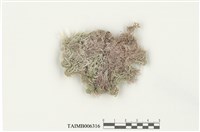 藏品(泥炭苔屬)的圖片